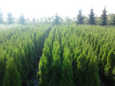 trees deciduous coniferous shrubs climbers funkie plant nursery in Poland
