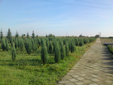 trees deciduous coniferous shrubs climbers funkie plant nursery in Poland